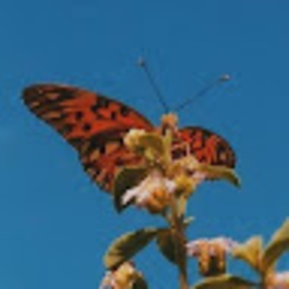 Meet your Posher, Vivian - Picture 1 of 1